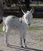 white baby donkey
